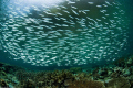 shoal at gorgonian passage 