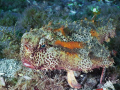 This image of a Polka Dotted Batfish was taken under the Blue Heron Bridge at Phil Foster State Park in West Palm Beach, Fl. The dive site has lots of strange critters 