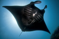 Manta Ray in Raja Ampat 