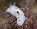 Jorunna Funebris
"fluffy juvenile" 