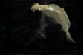 Mating Flounder releases eggs- 3 Seconds & poof- that's it folks! This encounter was  over in a flash (mine:))! 