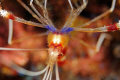 Banded shrimp taken with 60mm macro lens. 