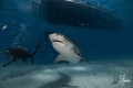 No Lions but lots of Tigers! Tiger Beach supports a large number of sharks. This image of a Tiger Shark stops for modeling shot. This is one of the many Tiger Sharks which are regulars at the spot. 