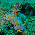 Thought this nudi was rather splendid, unsure as to its name. Must get my book out. 