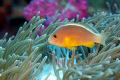 Clown Fish 