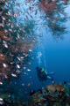 Diver on the Reef 