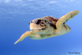 Nice encounter in Bonaire 