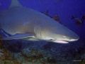 On Shark Dive with Aquatrek in Fiji, taken with Nikon coolpix and Ikelite housing with Wide Angle port attached. This is  'Warty' the Lemon shark 