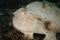 . . . "ok, how about this side?"  Beauty challenged frog fish posing. 