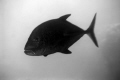 Here's a picture of an Ulua (Bluefin Trevally). I edited it using PSE-8 by converted it to B&W and gaving it a little motion blur. 