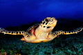 hawksbill turtle gliding. 