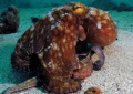 Octopus At Crash Boat Beach SeaLife Manual set 