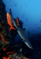 SHARK IN THE MARINE ENVIRONMENT 