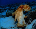 Octopus near Capt Don's Bonaire. Seallife DC1000 