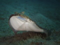 Flounder 