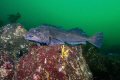 Lingcod
Puget Sound, Washington, U.S.A. 