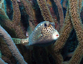 Spotted trunk fish BOnaire. Sealife DC 1000 one strobe 