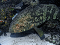 Grouper 