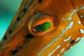 Trunkfish Eye 