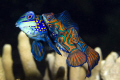 Mandarinfish with 
Eggs 