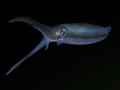 Squid 