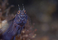 "I am Sincere" 
sailfin blenny close up- 