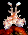 Harlequin shrimp, PNG 