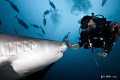 'Stop!"  Johna politely asks this tiger shark to stop for a quick photo.  Taken at the 'Bistro' in Beqa Passage, Fiji. 