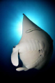 Byron Manta. Taken with Nikon D7000 with Tokina 10-17mm @ 10mm with Ikelite ds161 strobes 