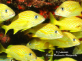 School of French Grunt at Las Gatas Dive site in Tourmarine Reef Mayaquez P.R.
Canon G-10,Fisheye Lens, Manual Set
 Diving with The Dive Shop 