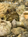 Jawfish with eggs. 