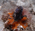 "Searching for the ultimate partner" 
Sailfin Blenny whom has found the ultimate home, and not one possible mate in sight. 