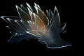 "Transparent" nudibranch 