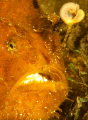 The aptly named "pom-pom" frogfish (or anglerfish as we Aussies call them), Chowder Bay, Sydney, Australia. 