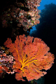 Coral Sea Fan 
