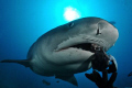 Lady Joyce the Tiger dropped by at the Bistro for a snack! Photo taken with D90 - Tokina 10-17mm
Aquatrek Dive Team 