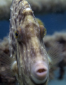 This filefish was a little curious about the reflection in my dome port. 