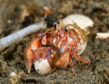 Hermit Crabs
Seattle, WA, U.S.A. 