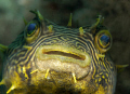 Striped Burrfish up front & personal! 
