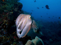 Cuttlefish 