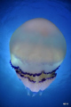 Nikon D90, Tokina 10-17mm fisheye, Nauticam housing 