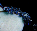 Blue Devil Nudi taken in Jervis Bay, NSW,Australia. 