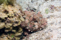 Scorpion Fish hiding out behind some coral. 