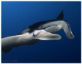 Manta ray (Manta birostris), Miil Channel, Yap (Micronesia)
 