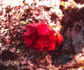 Sea rose.  Big Island, Hawaii 