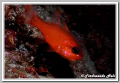 A goldfish has escaped from the aquarium?
(Apogon imberbis) 