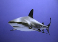 Caribbean Reef Shark 