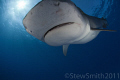 A large rogue Tiger Shark bumps into my dome port at speed. This was not one of the more friendly Tigers that we had encountered. 