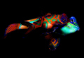 The Lovers, Tawali House Reef, PNG 