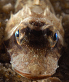 Juvenile Sea Robin taken with 60 mm +10x Subsee. 